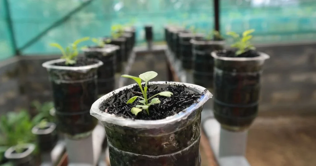 Best Hydroponics Seeds For Beginners in 2024