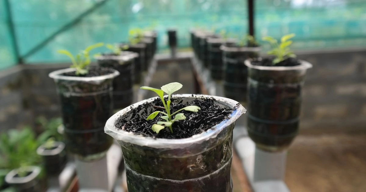 Best Hydroponics Seeds For Beginners in 2024